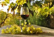 vino biologico online